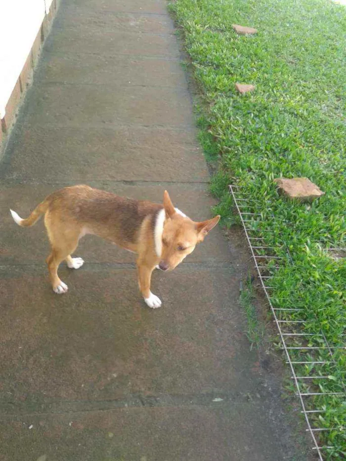 Cachorro ra a SRD idade 1 ano nome Lobinha