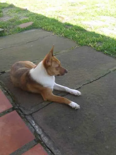 Cachorro ra a SRD idade 1 ano nome Lobinha