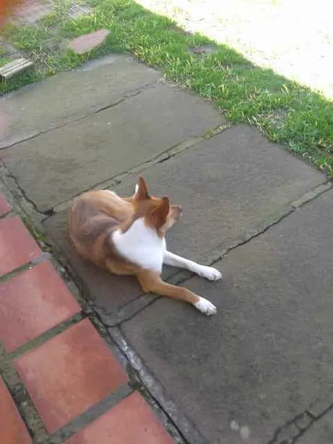 Cachorro ra a SRD idade 1 ano nome Lobinha
