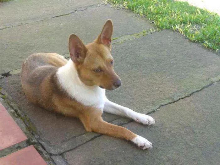 Cachorro ra a SRD idade 1 ano nome Lobinha