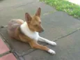 Lobinha