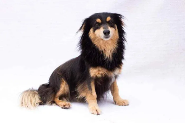 Cachorro ra a SEM RAÇA DEFINIDA idade 4 anos nome BONECA