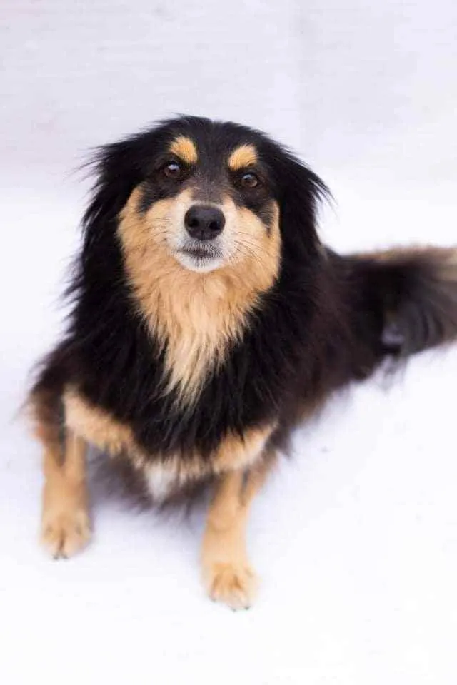 Cachorro ra a SEM RAÇA DEFINIDA idade 4 anos nome BONECA