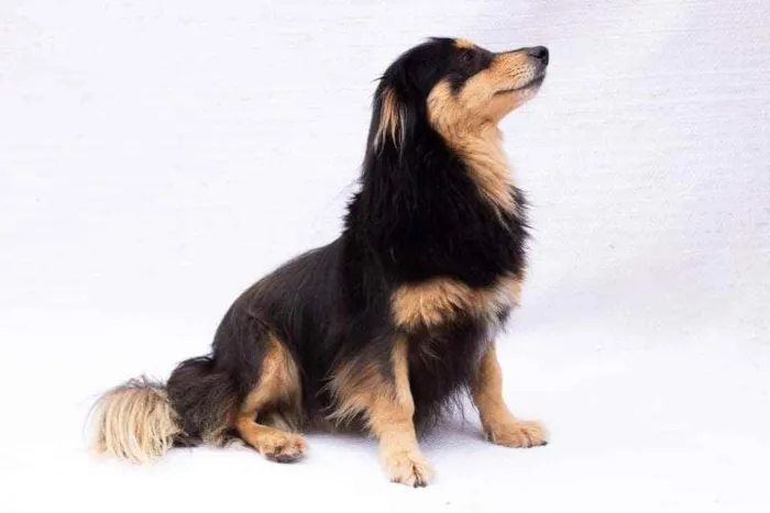 Cachorro ra a SEM RAÇA DEFINIDA idade 4 anos nome BONECA