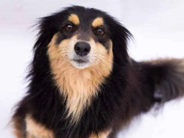 Cachorro ra a SEM RAÇA DEFINIDA idade 4 anos nome BONECA