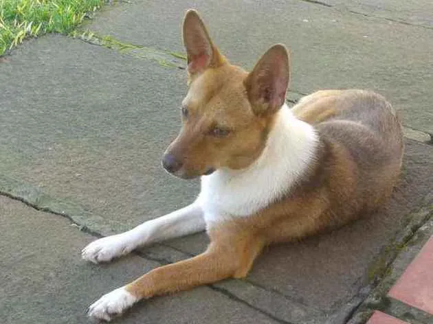Cachorro ra a SRD idade 1 ano nome Lobinha