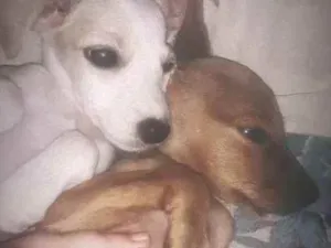 Cachorro raça Pé duro  idade 2 a 6 meses nome Ozzy, Charlot