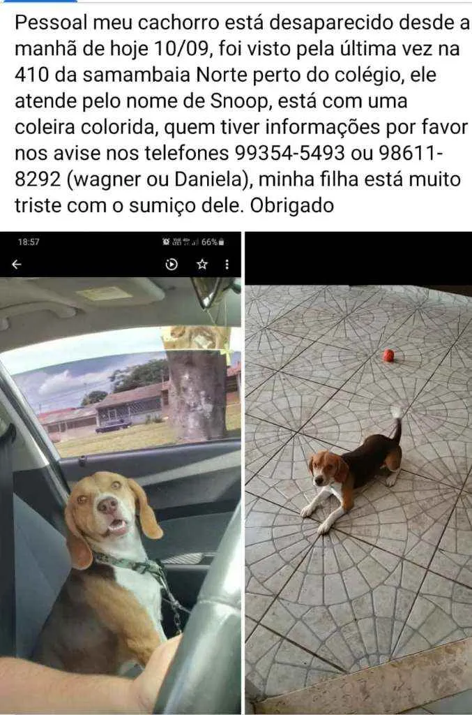 Cachorro ra a beagle idade 2 anos nome Snoop