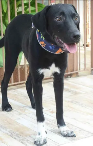 Cachorro raça Mix de Labrador  idade 2 anos nome Gosminha