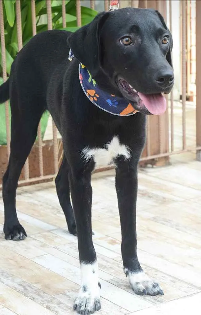 Cachorro ra a Mix de Labrador  idade 2 anos nome Gosminha