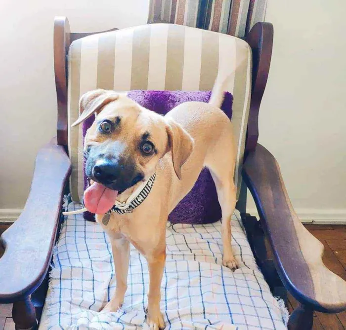 Cachorro ra a SRD idade 2 anos nome John