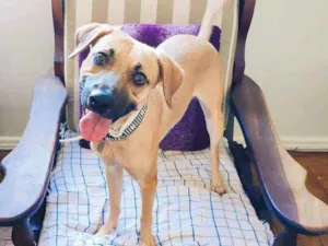 Cachorro raça SRD idade 2 anos nome John