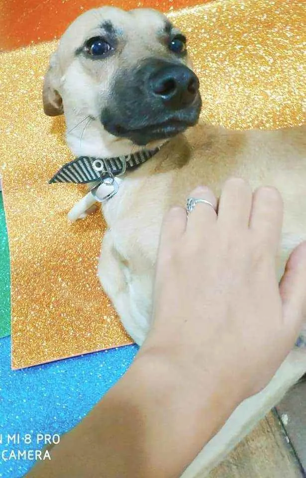 Cachorro ra a SRD idade 2 anos nome John