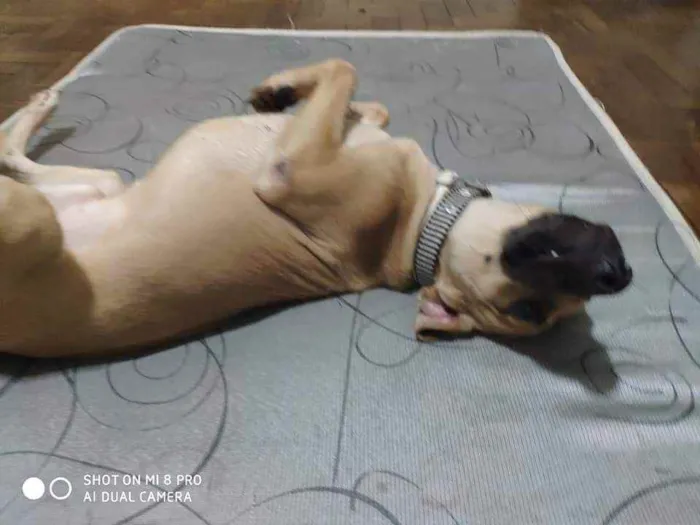 Cachorro ra a SRD idade 2 anos nome John