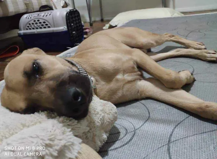 Cachorro ra a SRD idade 2 anos nome John