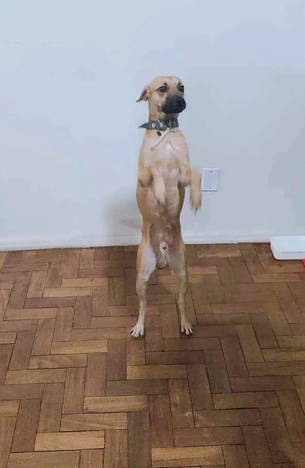 Cachorro ra a SRD idade 2 anos nome John