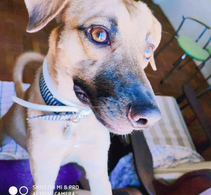 Cachorro ra a SRD idade 2 anos nome John