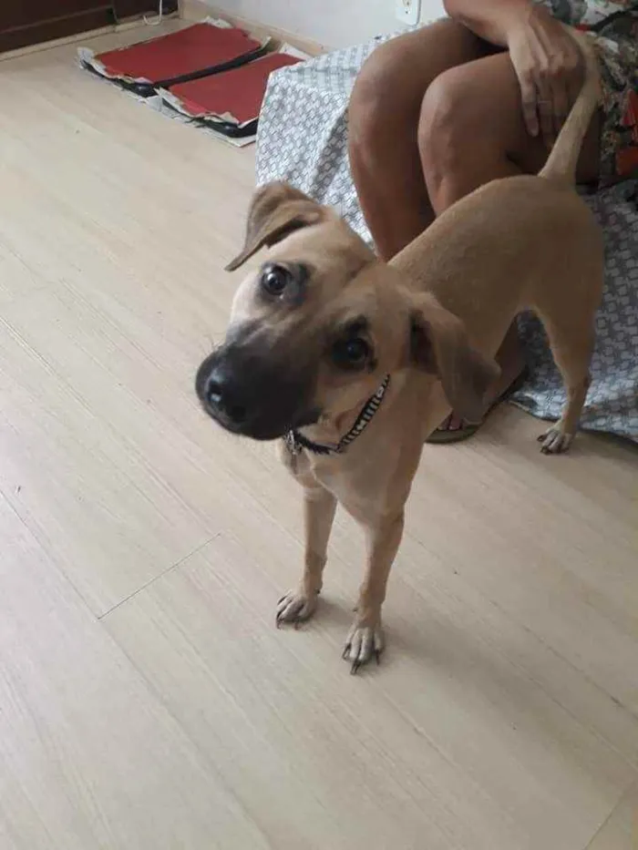 Cachorro ra a SRD idade 2 anos nome John
