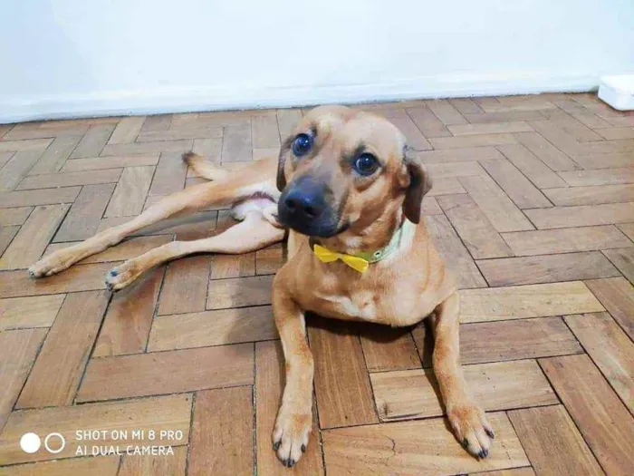 Cachorro ra a SRD idade 2 anos nome Paul