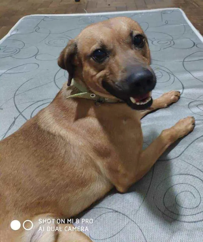 Cachorro ra a SRD idade 2 anos nome Paul