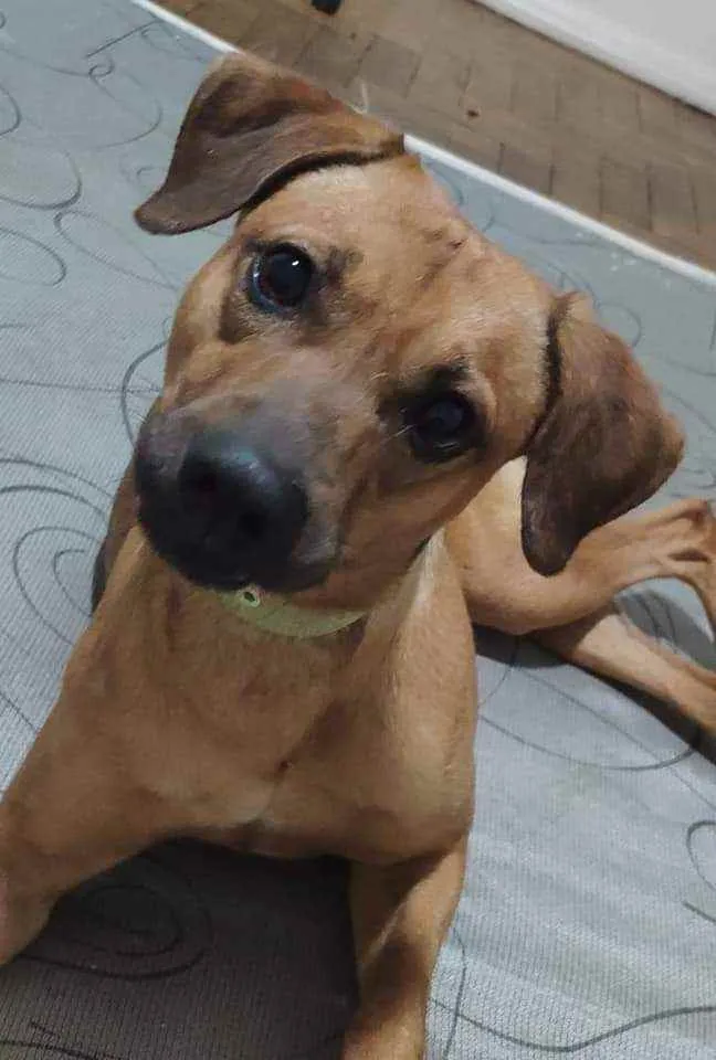 Cachorro ra a SRD idade 2 anos nome Paul