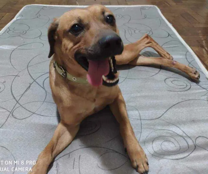 Cachorro ra a SRD idade 2 anos nome Paul