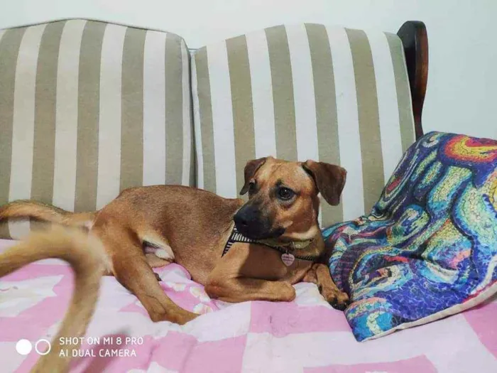 Cachorro ra a SRD idade 2 anos nome Paul