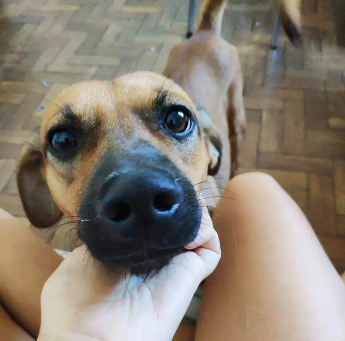 Cachorro ra a SRD idade 2 anos nome Paul