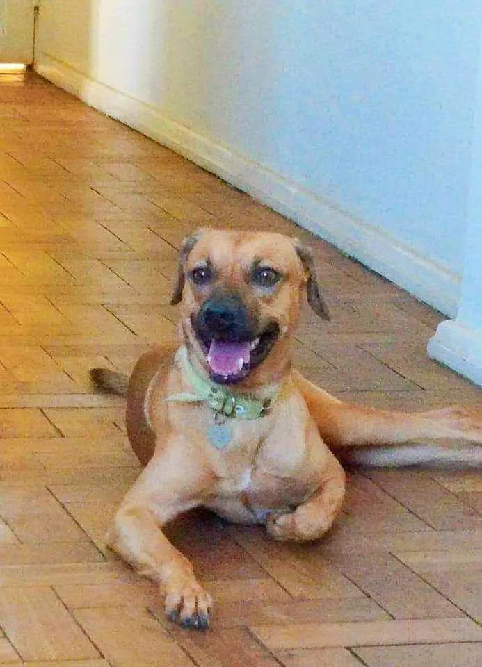 Cachorro ra a SRD idade 2 anos nome Paul