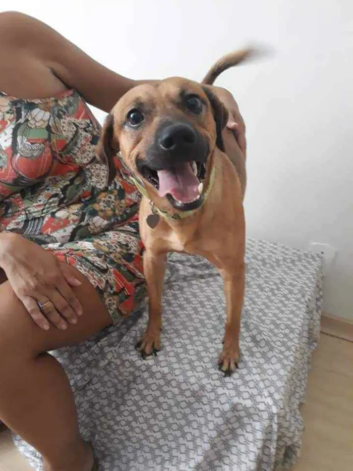 Cachorro ra a SRD idade 2 anos nome Paul
