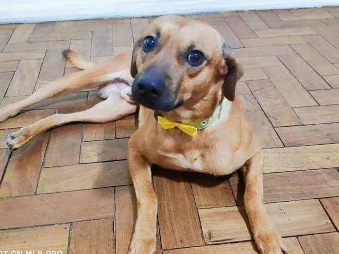 Cachorro ra a SRD idade 2 anos nome Paul