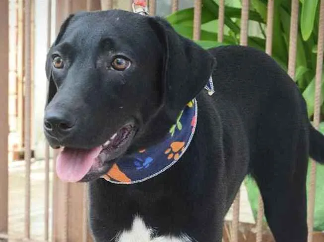 Cachorro ra a Mix de Labrador  idade 2 anos nome Gosminha