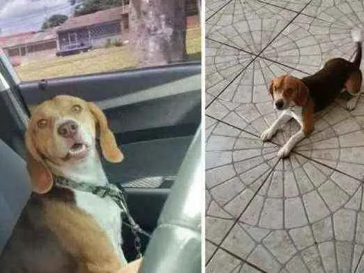 Cachorro ra a beagle idade 2 anos nome Snoop