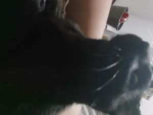Gato raça Crd idade 1 ano nome Banguela 