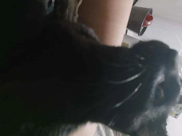 Gato ra a Crd idade 1 ano nome Banguela