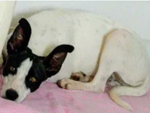Cachorro raça  idade  nome Cadelinha 