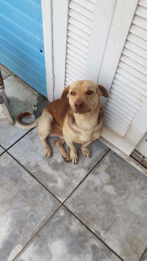 Cachorro ra a Vira lata idade 1 ano nome Bud