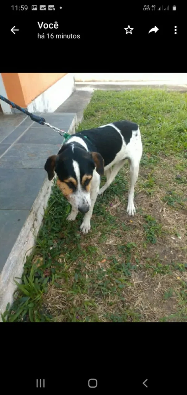 Cachorro ra a Mestiço  idade 2 anos nome Caco