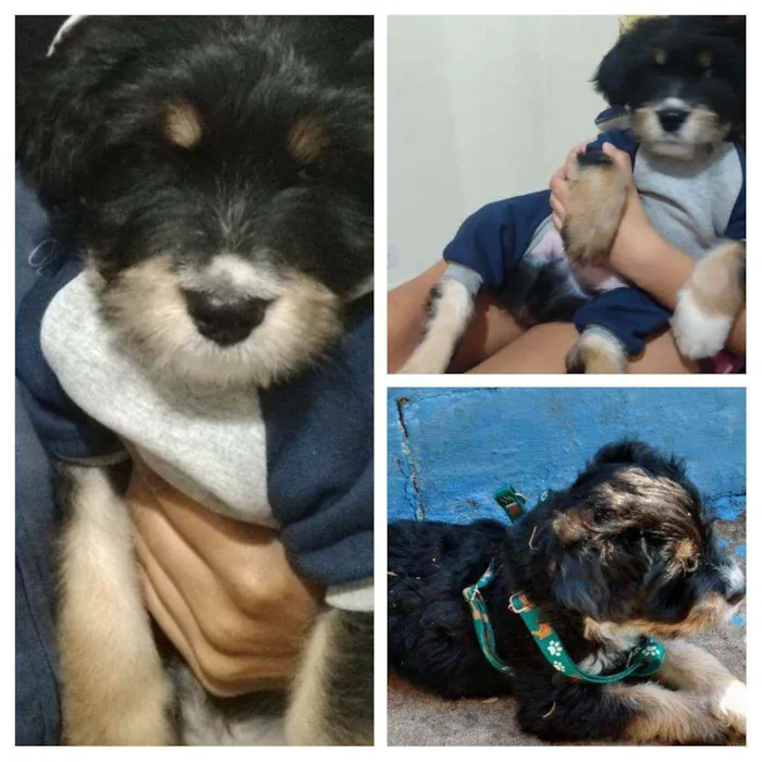 Cachorro ra a Mista idade 2 a 6 meses nome Todynho
