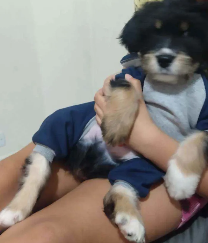 Cachorro ra a Mista idade 2 a 6 meses nome Todynho