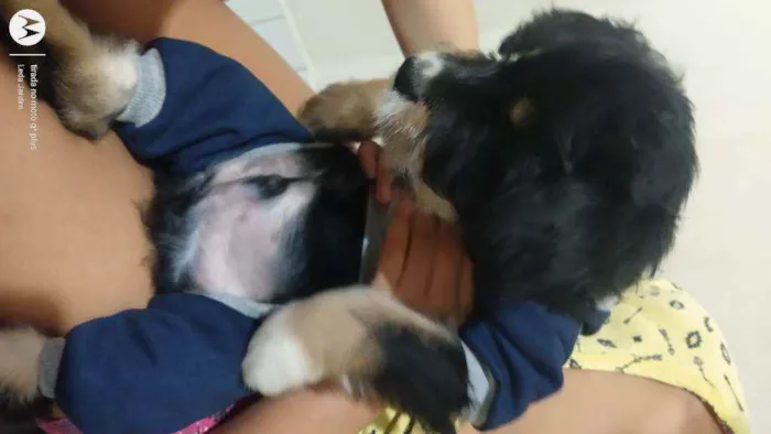 Cachorro ra a Mista idade 2 a 6 meses nome Todynho