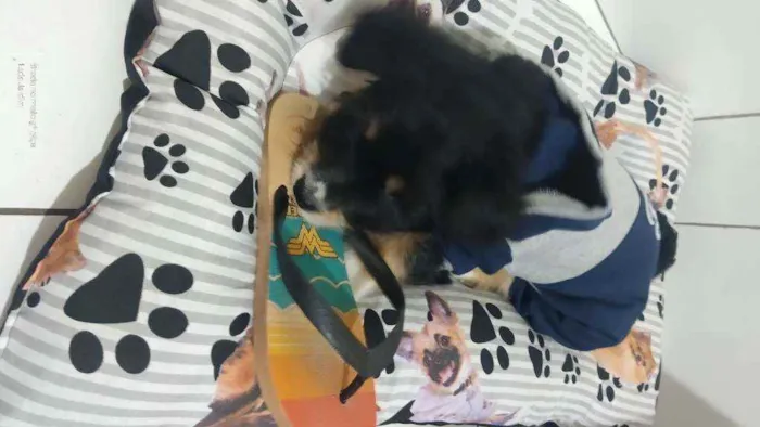 Cachorro ra a Mista idade 2 a 6 meses nome Todynho
