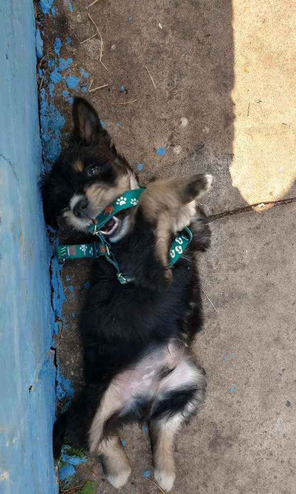 Cachorro ra a Mista idade 2 a 6 meses nome Todynho