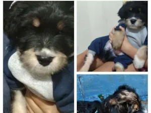 Cachorro raça Mista idade 2 a 6 meses nome Todynho