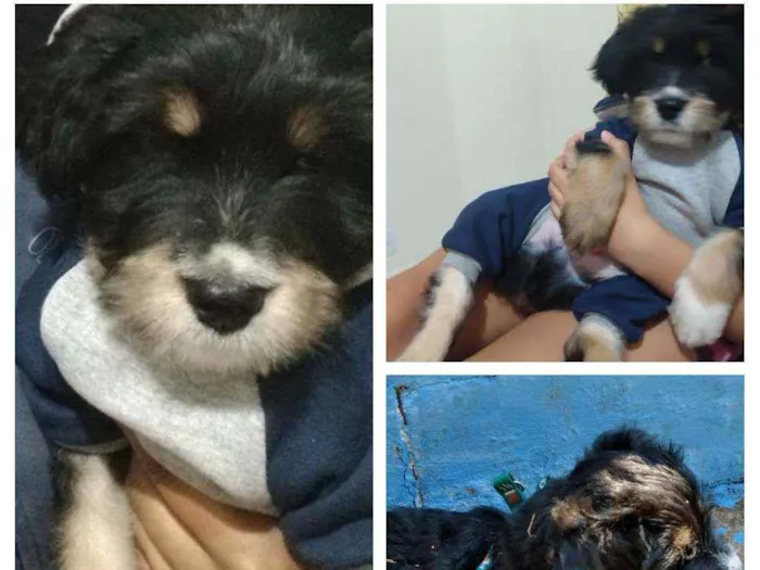 Cachorro ra a Mista idade 2 a 6 meses nome Todynho