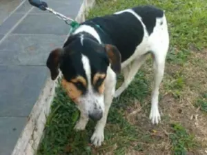 Cachorro raça Mestiço  idade 2 anos nome Caco