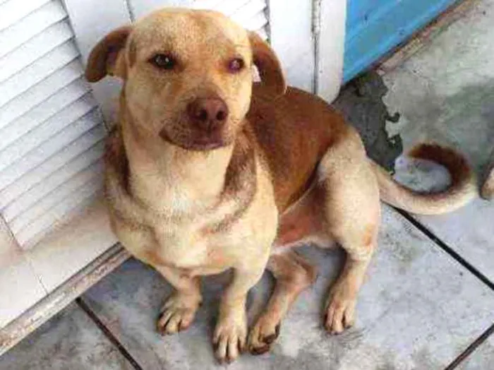 Cachorro ra a Vira lata idade 1 ano nome Bud