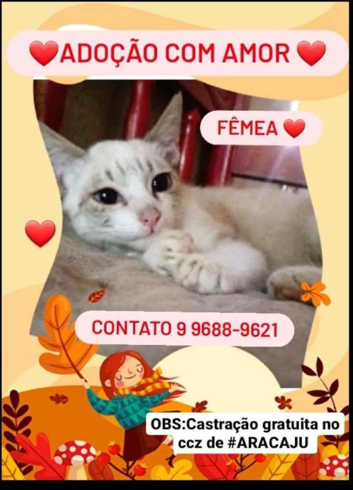 Gato raça Siamês idade 2 a 6 meses nome Perla