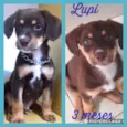 Lupi