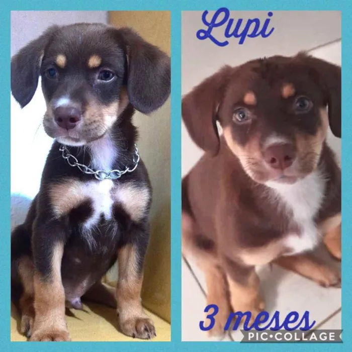 Cachorro ra a Srd idade 2 a 6 meses nome Lupi